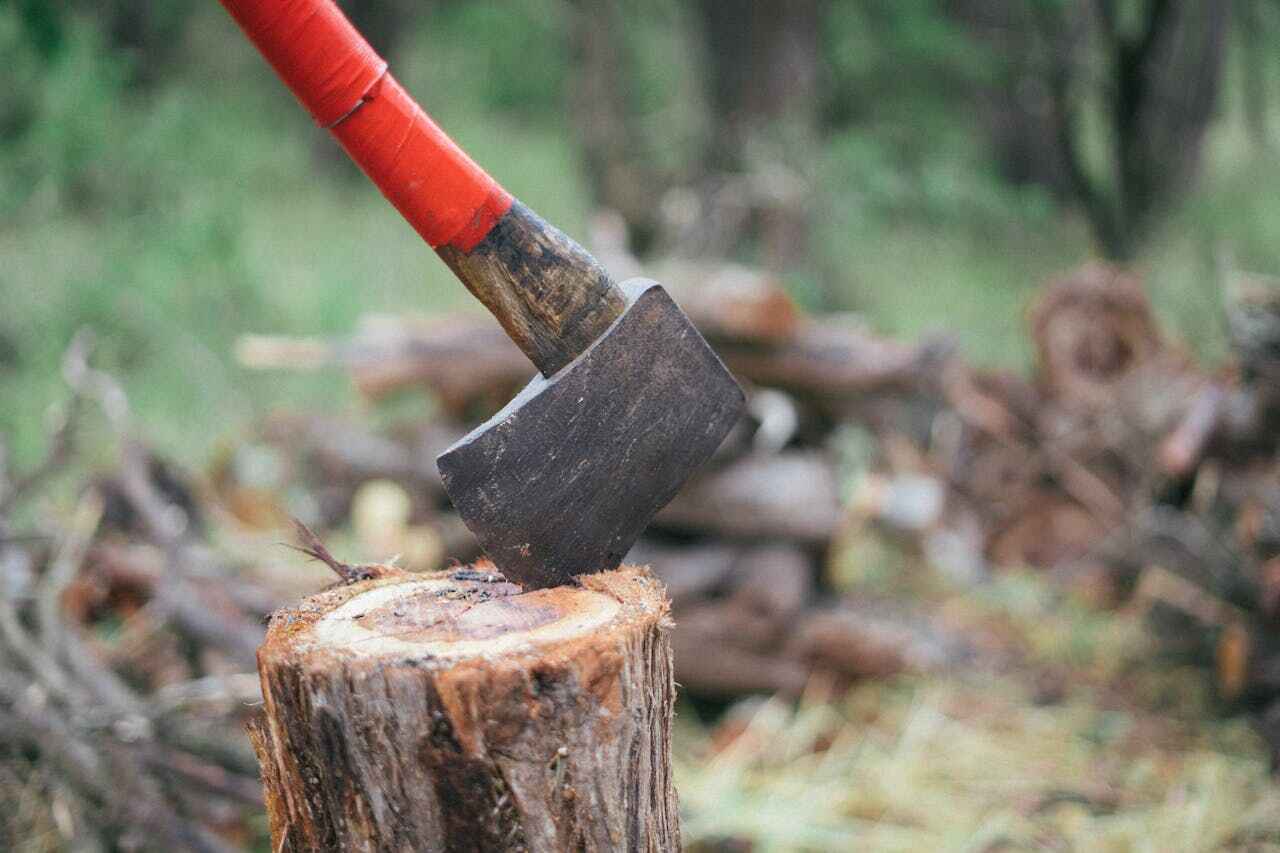 Large Tree Removal in Pueblo West, CO